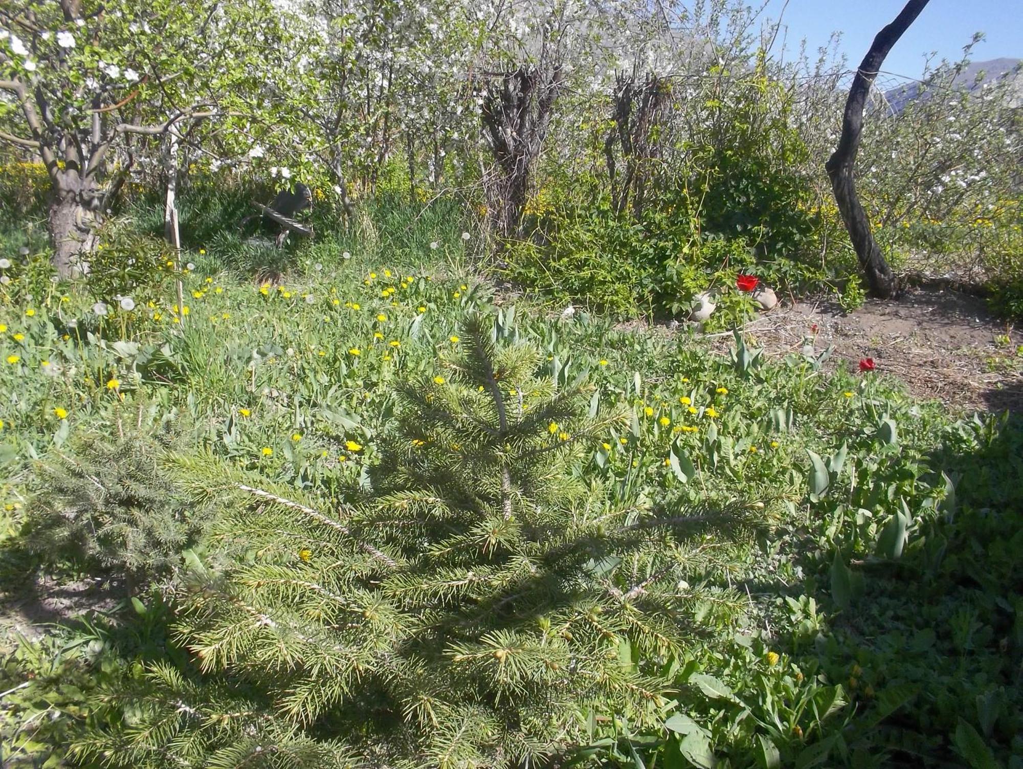 Issyk-Kul - Camping Grigoryevka Hotel Grigor'yevka Bagian luar foto